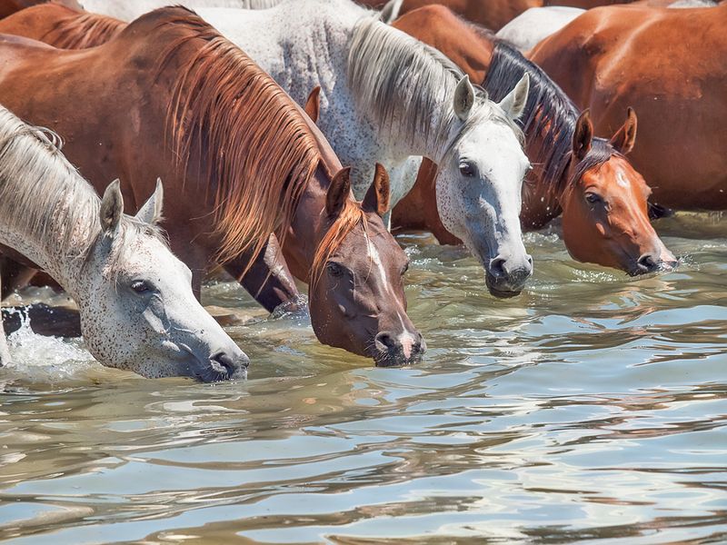 Too Hot To Trot? The True Cost Of The Heatwaves For British Horseracing